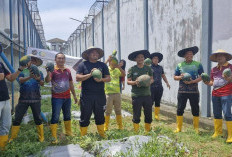 Panen Raya Buah Semangka di Lapas Muara Enim: Wujud Pemberdayaan dan Pemanfaatan Lahan untuk Ekonomi Produktif