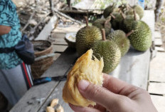 Apakah Ada Dampak Berlebihan Makan Durian?   