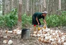 Terbesar di Sumsel, 4 Daerah Penyumbang Produksi Karet