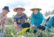 Bukan Hanya Batubara! Sumsel Daerah Jago Soal Cabai