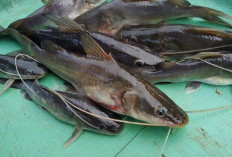 6 Manfaat Ikan Baung Laut Untuk Kesehatan
