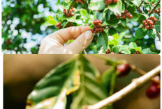 Penghasil Kopi Terbaik, Ini Daerah Jago Produksi Kopi di Sumsel