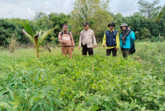Tanam Kacang Tanah Untuk Ketahanan Pangan