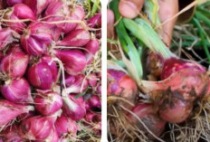 Ini Dia Daerah di Sumsel dengan Produksi Bawang Merah, 7 Jam dari Palembang