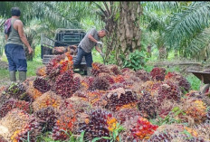 Harga TBS Sawit Akan Terus Membaik, Ini Indikasinya 