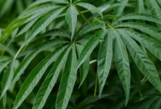 Beberapa Macam Daun Singkong dan Kegunaannya