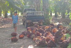 Kabupaten di Sumsel Ini Terkenal dengan Produksi Sawit Tinggi, Selain SDA