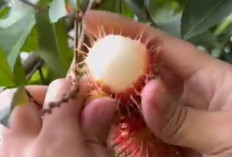 Buah Rambutan Menawarkan 4 Manfaat dan Khasiat Kesehatan