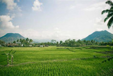 Sumsel Cetak 48 Ribu Ha Sawah, Siap Geser Jateng! Peta Ekonomi RI Bakal Terbalik?