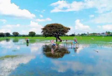 Pinang Banjar, Surga Tersembunyi di Muara Enim yang Dijuluki Savana Sumatera Selatan