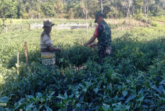 Aktif Bantu Petani di Semende