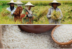 Ada Daerah di Sumsel Paling Berkontribusi Besar Pasok Kebutuhan Padi dan Beras Nasional
