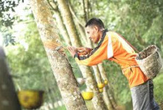 Sumsel Tetap Jawara Lumbung Karet Nasional, Musi Banyuasin Kuasai 203 Ribu Hektar!
