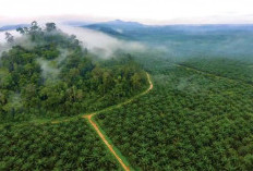 Bisa Tebak? Mana Lebih Luas Perkebunan Sawit atu Karet di Indonesia! Ini Faktanya