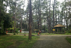 Hutan Pinus di Jantung Kota: Rahasia TWA Punti Kayu yang Diam-diam Menyelamatkan Palembang