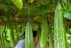 Dibalik Rasa yang Pahit, Pare Bermanfaat Untuk Kesehatan Tubuh