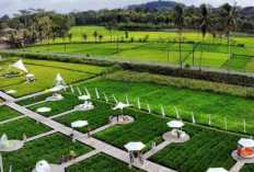 Dekat dengan Borobudur, Ini Wisata Estetik di Tengah Sawah Magelang