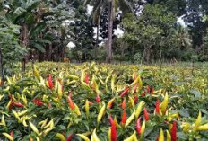 Persaingan Panas! Inilah 5 Daerah Tertinggi Produksi Cabai Rawit di Sumsel