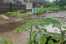 Selain Melunturkan Susuk dan Ilmu Pelet, Daun Kelor Memiliki Banyak Kegunaan dan Manfaat Untuk Kesehatan