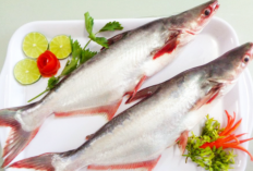 Ayo! Rajin Konsumsi Ikan Patin, ini Sejuta Manfaat Ikan Patin untuk Kesehatan Tubuh, Simak Informasinya 