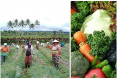 2 Daerah Top di Sumsel Produksi Sayuran: Kuatkan Ketahanan Pangan Suplai hingga ke Pulau Jawa