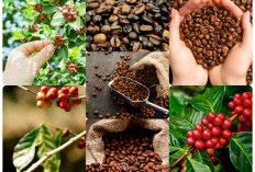 Sumsel Menuju Raksasa Kopi Tropis Indonesia, Ini Faktanya!