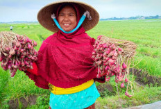 Lokasinya 7 Jam dari Palembang, Daerah dengan Produksi Bawang Merah di Sumsel