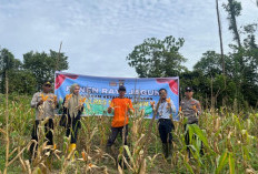 Dukung Swasembada Pangan, Panen Raya Jagung Serentak