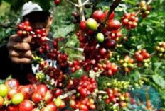 Sumatera Selatan dan Lampung: Dua Provinsi Penghasil Kopi Terbesar di Indonesia 