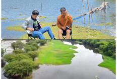 Savana Pinang Banjar: Surga Tersembunyi 1,5 Jam dari Palembang, Cuma Rp5.000 Masuk