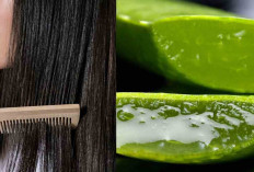Bye-bye Rambut Rusak! ini 10 Manfaat Ajaib Lidah Buaya untuk Kesehatan Rambut