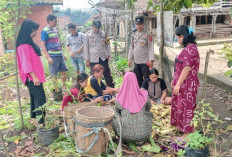 Warga Panen Jagung Program Perkarangan Pangan Bergizi