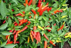 Rahasia Menanam Cabe di Polybag: Hemat Lahan, Panen Melimpah, Cocok untuk Pemula & Ibu Rumah Tangga!