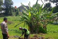 Bantu Pengolahan Lahan Jagung di Area Masjid