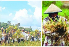 2 Kabupaten di Sumsel Dengan Produksi Padi Terunggul: 1 Daerah Dekat Palembang 1 Lagi Dekat Lampung