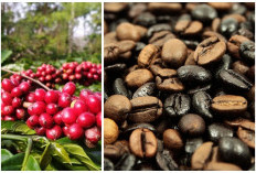 Inilah Nama-nama Kopi di Sumsel Terkenal: Penyumbang Produksi Kopi Ada di Tiga Daerah