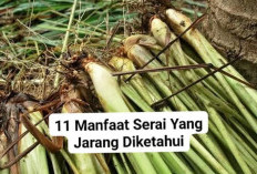 11 Manfaat Rahasia Serai: Herbal Ajaib yang Wajib Anda Ketahui