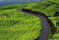 Libur Panjang di 2025? Ini 7 Tempat Wisata Keluarga di Sumsel yang Wajib Masuk Bucket List!