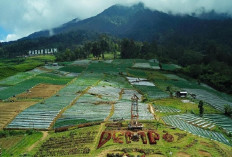 1.500 Mdpl! Kebun Raya Dempo Jadi Spot Sunrise Favorit di Pagar Alam