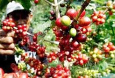 Bukan Pagar Alam! OKU Selatan Diam-Diam Jadi Raja Kopi Sumsel dengan Produksi Tembus 60 Ribu Ton