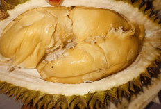 Ini Dia Dampak Negatif Jika Mengkonsumsi Durian Terlalu Banyak!