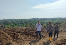 Wujudkan Swasembada Pangan, Tinjau Lahan Jagung Tumpang Sari