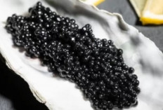 Anda Tau Ikan Caviar? Ternyata Telurnya Paling Mahal di Dunia, Ini alasannya!