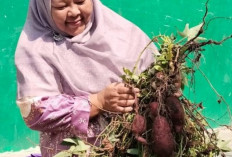 Panen Ubi Jalar, MAN 1 Muara Enim Tanamkan Kemandirian dan Edukasi Pertanian pada Siswa