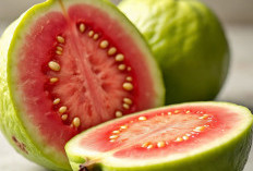 Benarkah Jambu Biji Merah Dapat Menyembuhkan DBD? 