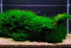 Langkah Mudah Membuat Aquascape dengan Budget Terjangkau