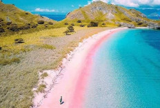 Pesona Pantai Pink:  Wisata Tersembunyi di Pulau Komodo dengan Pasir Merah Muda