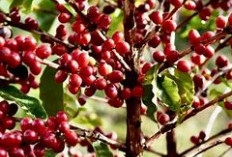 Bukan Pagaralam, Ini Daerah Juara Produksi Kopi Terbesar di Sumsel 