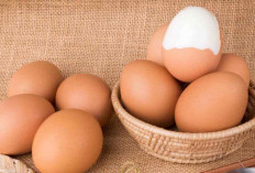 Jangan Cuma Tau Makan Saja! ini 5 Manfaat Telur Ayam untuk Kesehatan, Nomor 3 Bisa Menurunkan Berat Badan