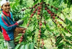 Pagaralam Ikonik tapi Bukan Daerah Utama Penghasil Kopi di Sumsel 